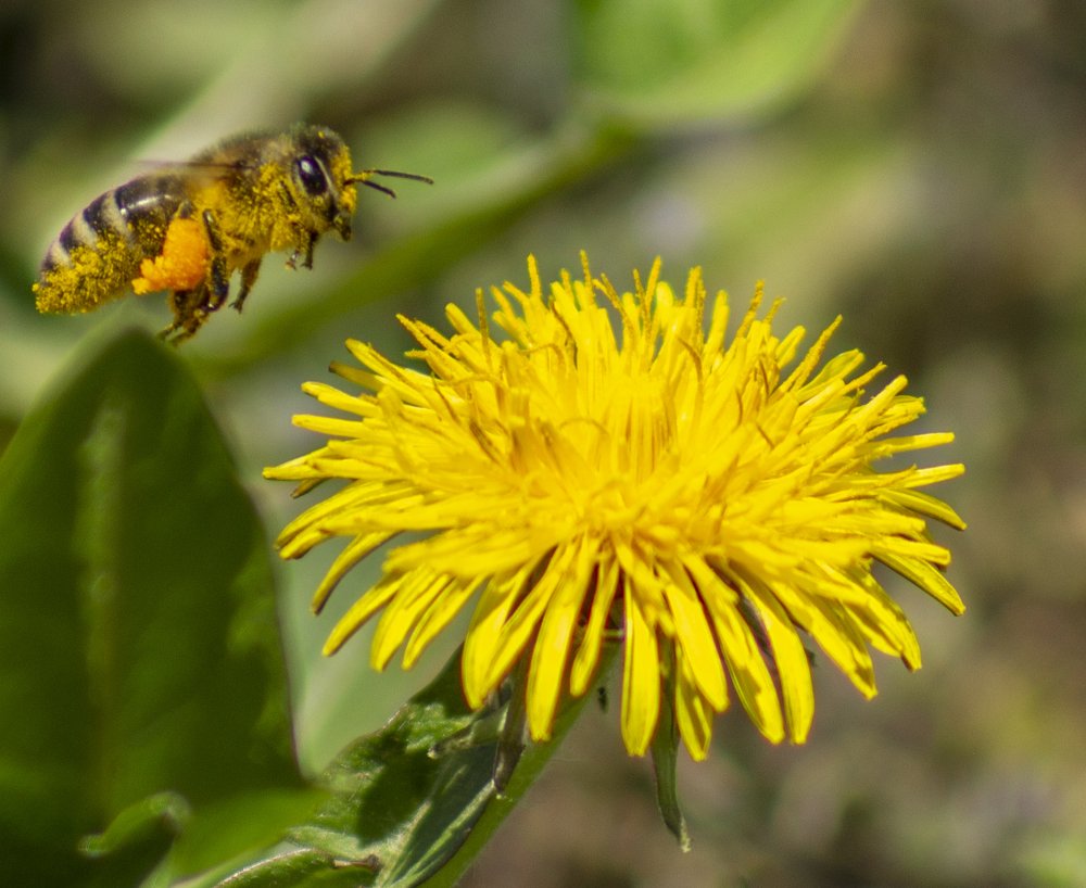 Photograph by János Rábli