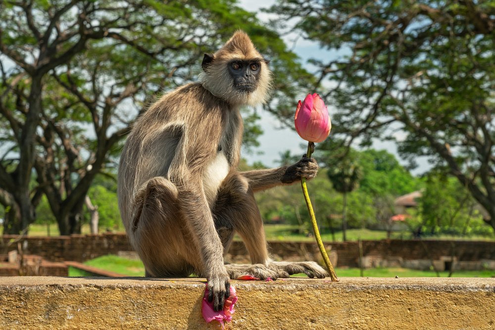 Обезьяна с цветком лотоса, Шри Ланка (Monkey with lotus flower, Sri Lanka)