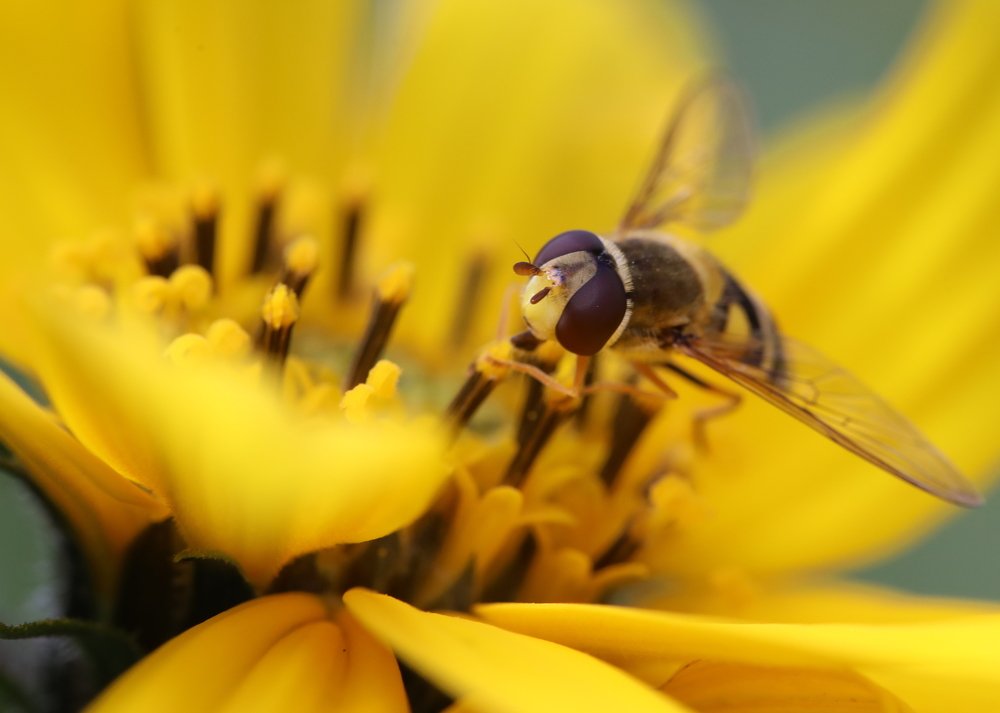 Photograph by SEITUMER CURLU