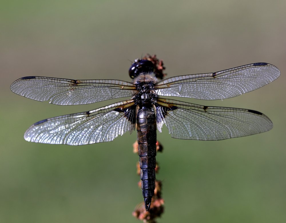 Photograph by SEITUMER CURLU