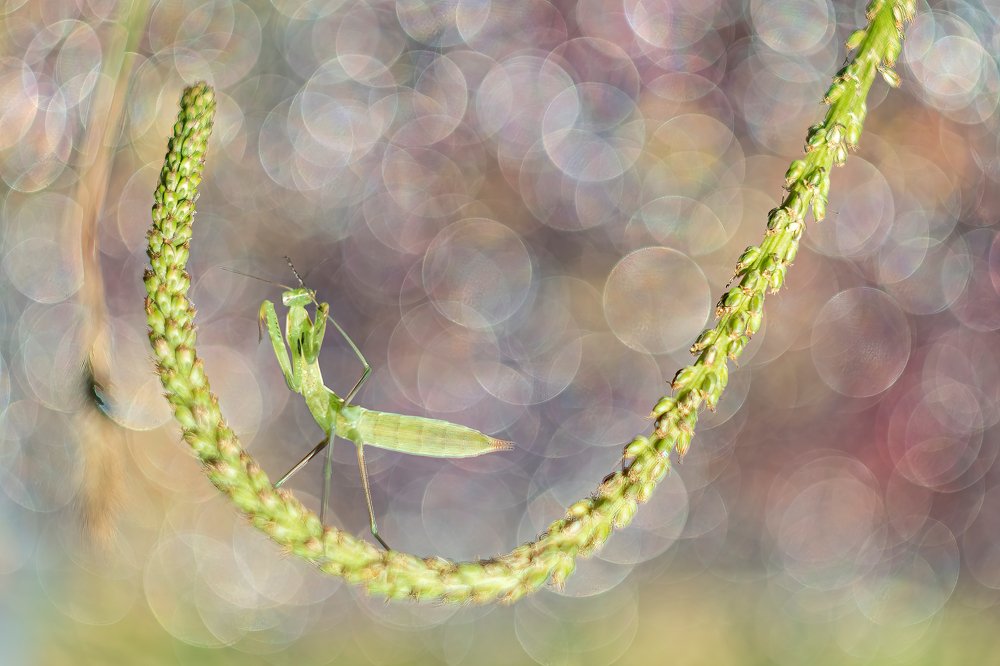 Photograph by Оксана Каменская