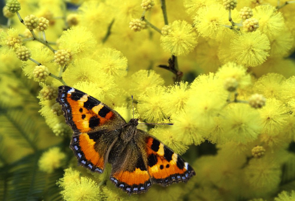 Photograph by Лариса Рулёва