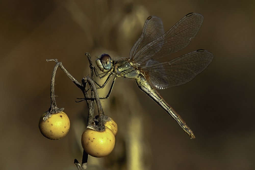 Photograph by Igor Tourovski