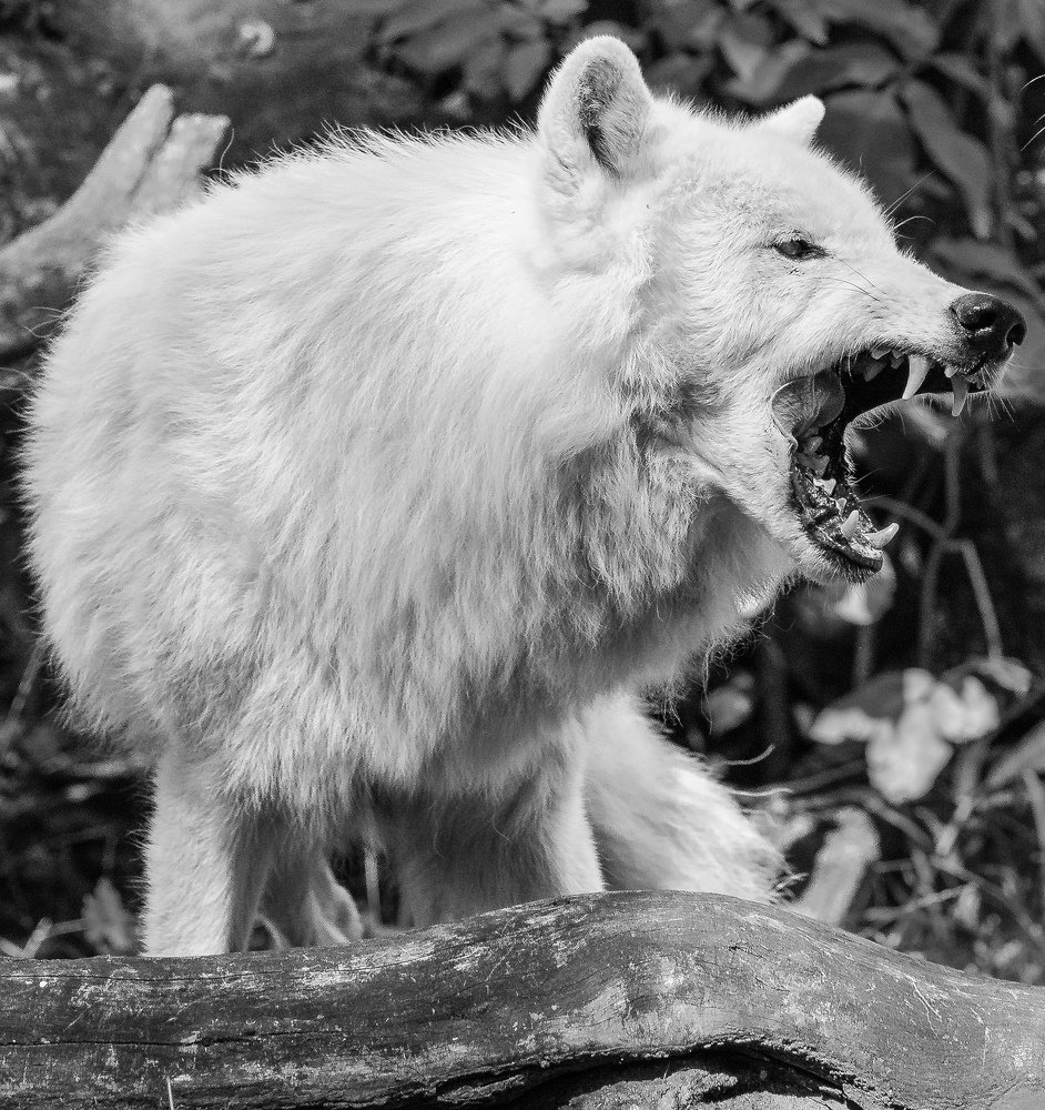 Полярный волк