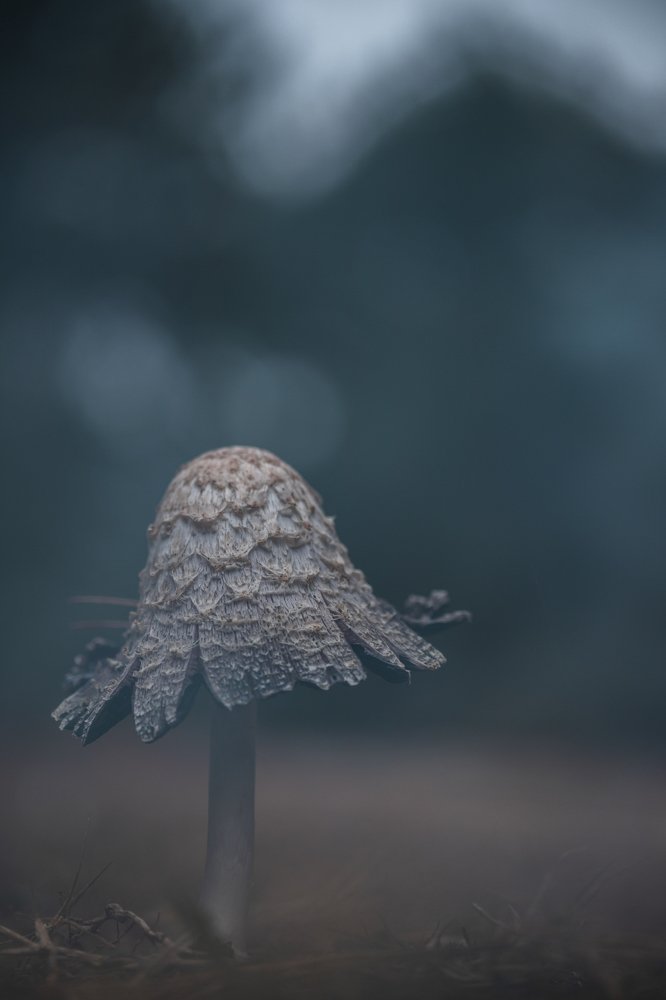 foggy mushroom