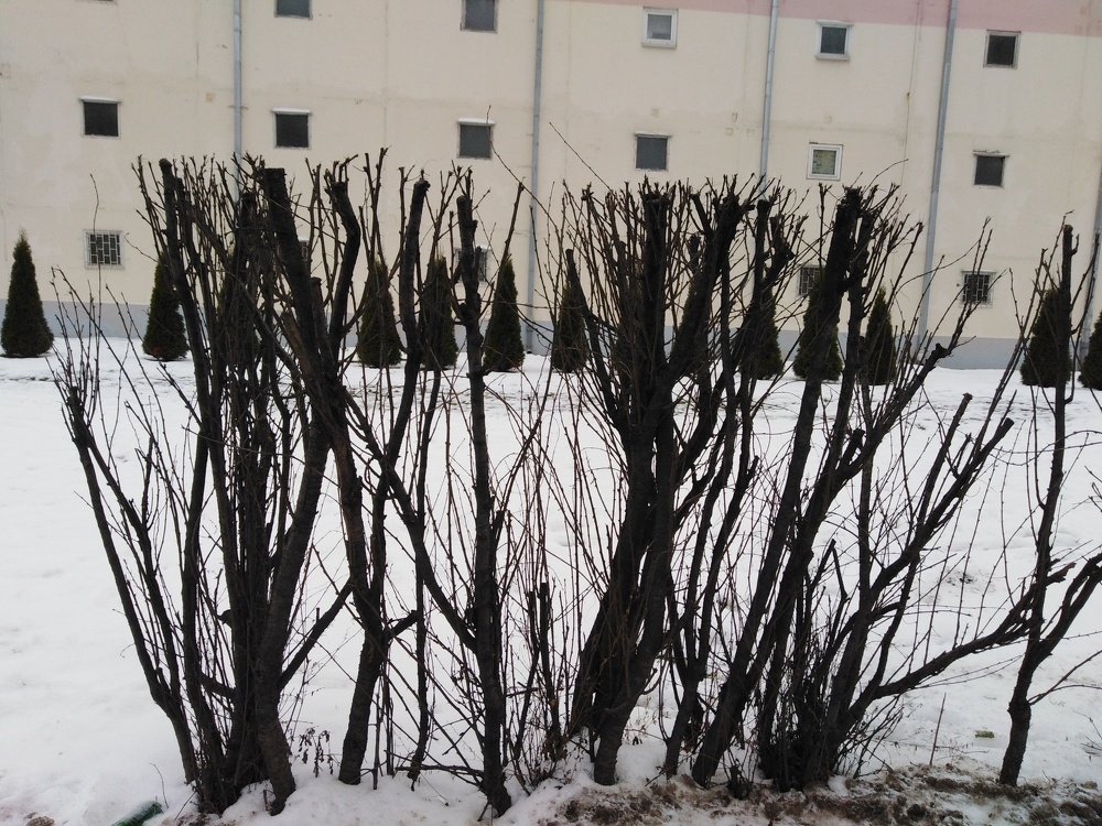 Photograph by Татьяна Ситникова