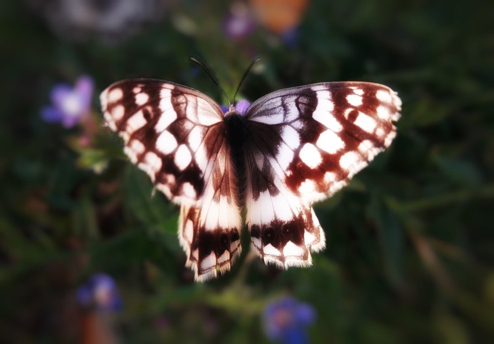 Photograph by Khosro Sayadi