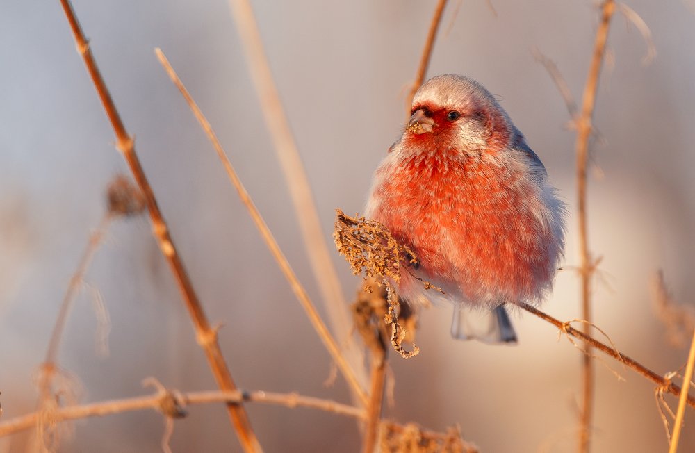 Photograph by Владимир Харук