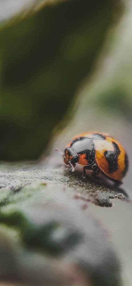 Slow Steps in a Quiet World