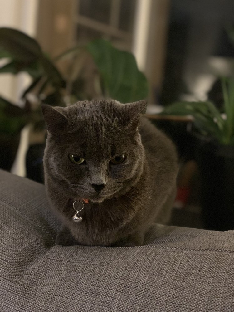 Photograph by Karin Celosse