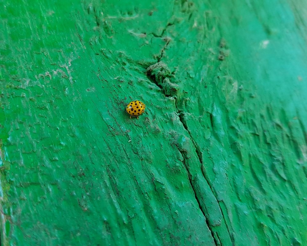 Photograph by Хачик Аджатян