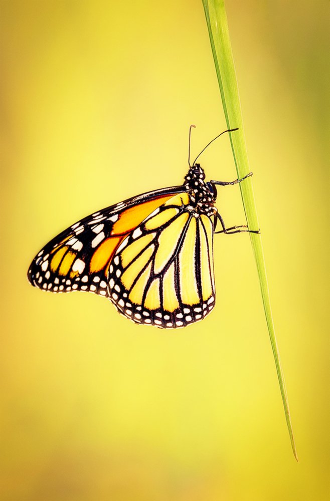 Photograph by Louise Richards