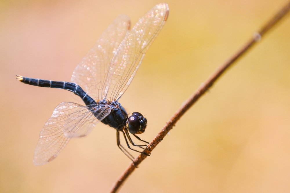 Photograph by Ganesh ranganath r