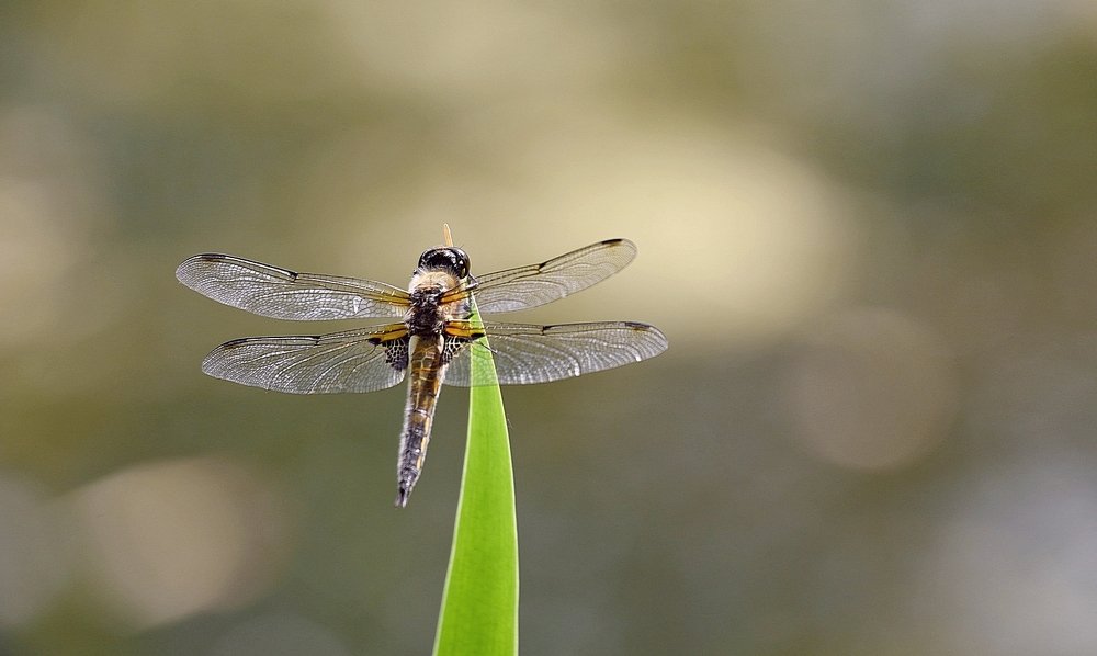 Передышка между полетами