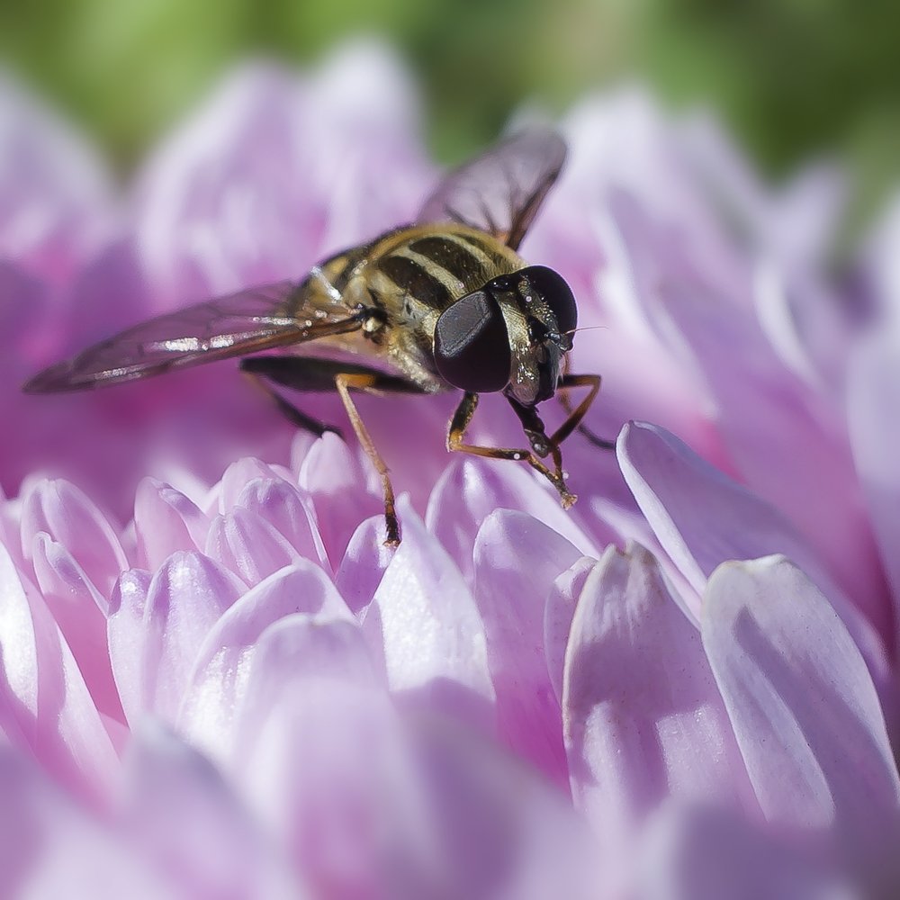 Photograph by Александра Игнатьева
