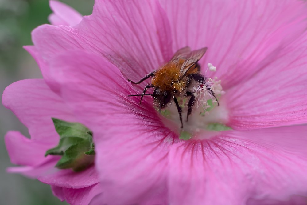 Photograph by Александра Игнатьева