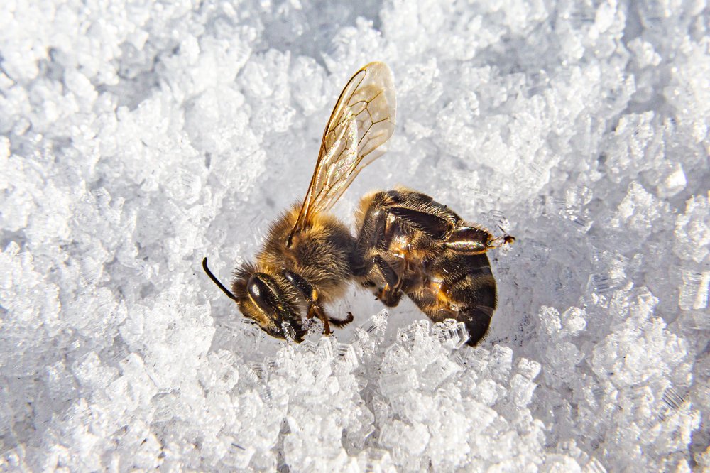 В ледяном плену