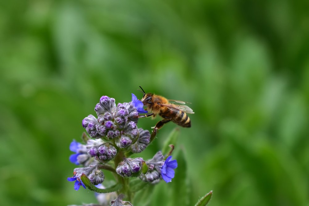 A bee collects pollen