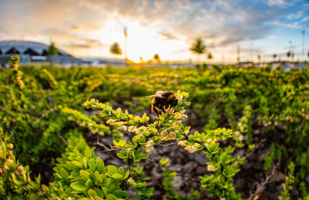 Мохнатый шмель