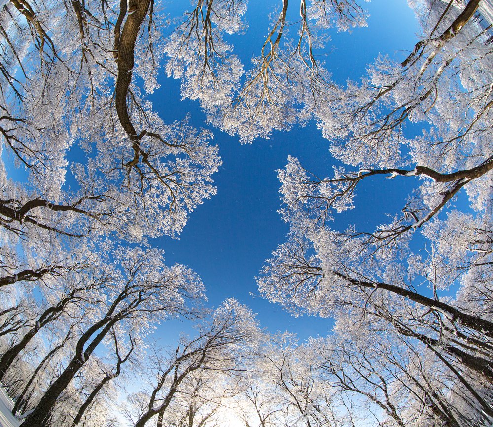 Сказочный лес