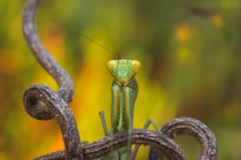 Photograph by Тараненко Анжелика