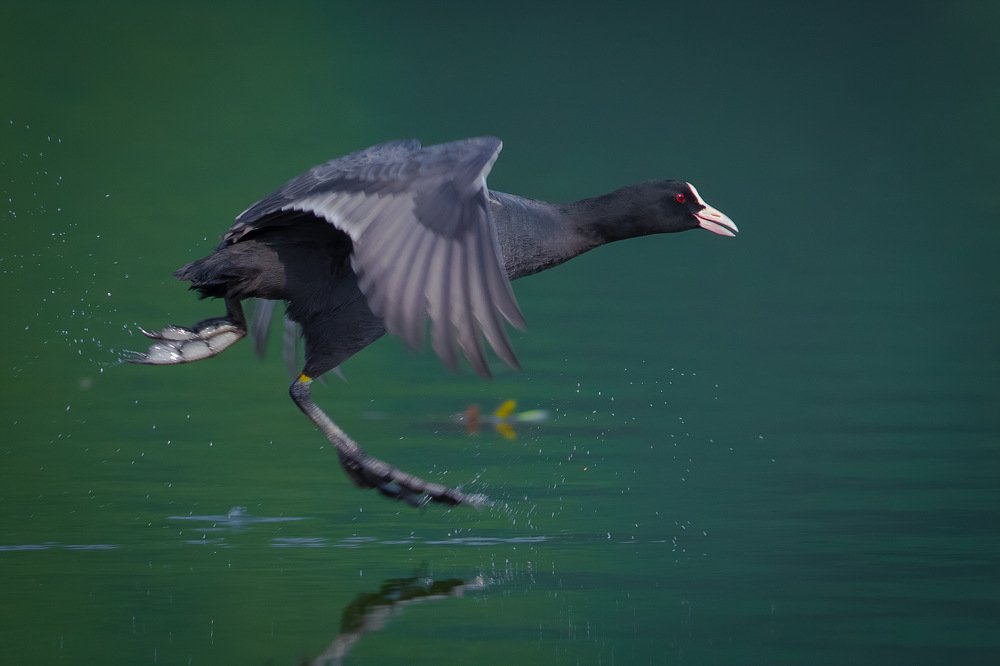 Eurasian Coot 1