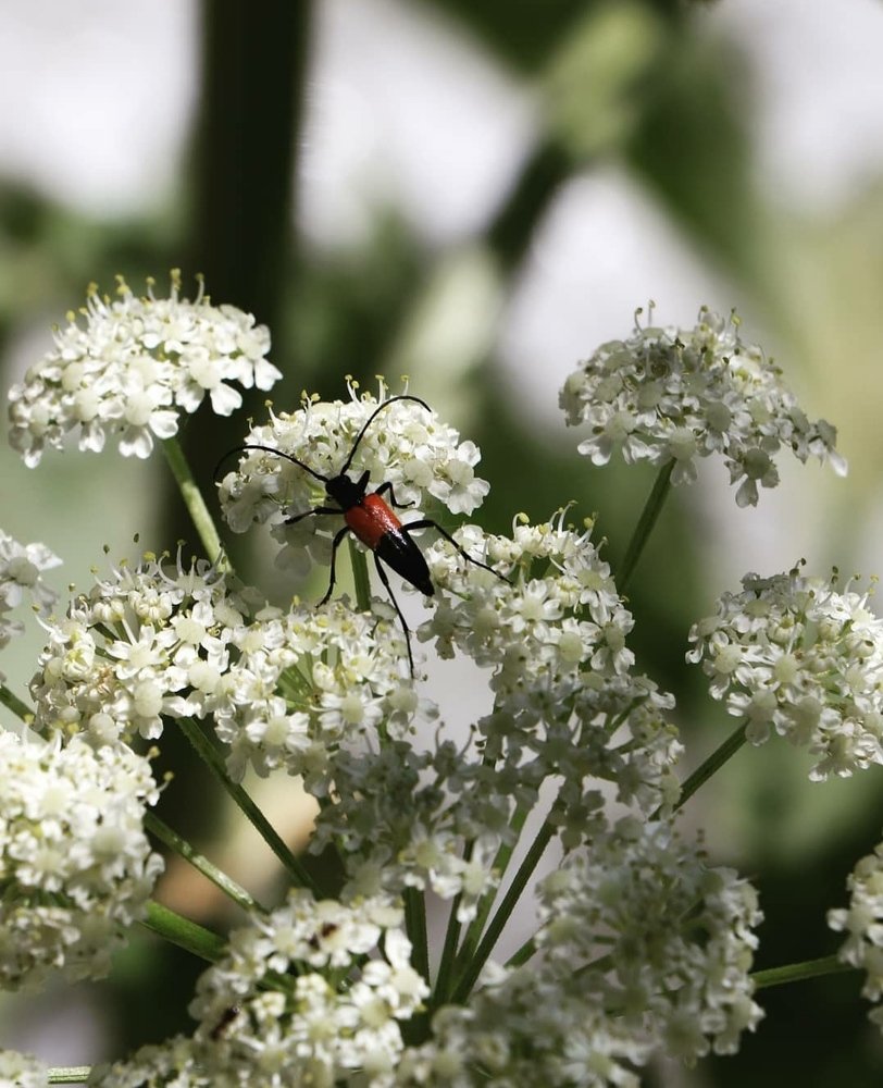 Photograph by Hoda Esmaili