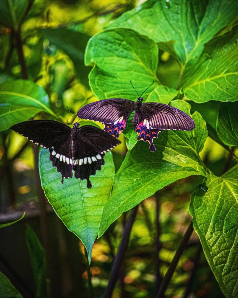 Hello Love, On the Way for Mating