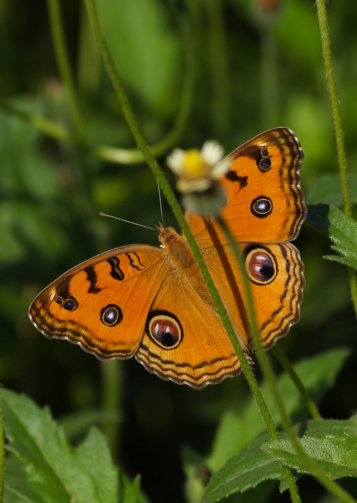 Photograph by shashiranjan prakash