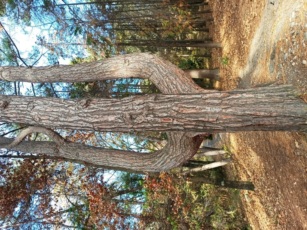 Трёхстволка