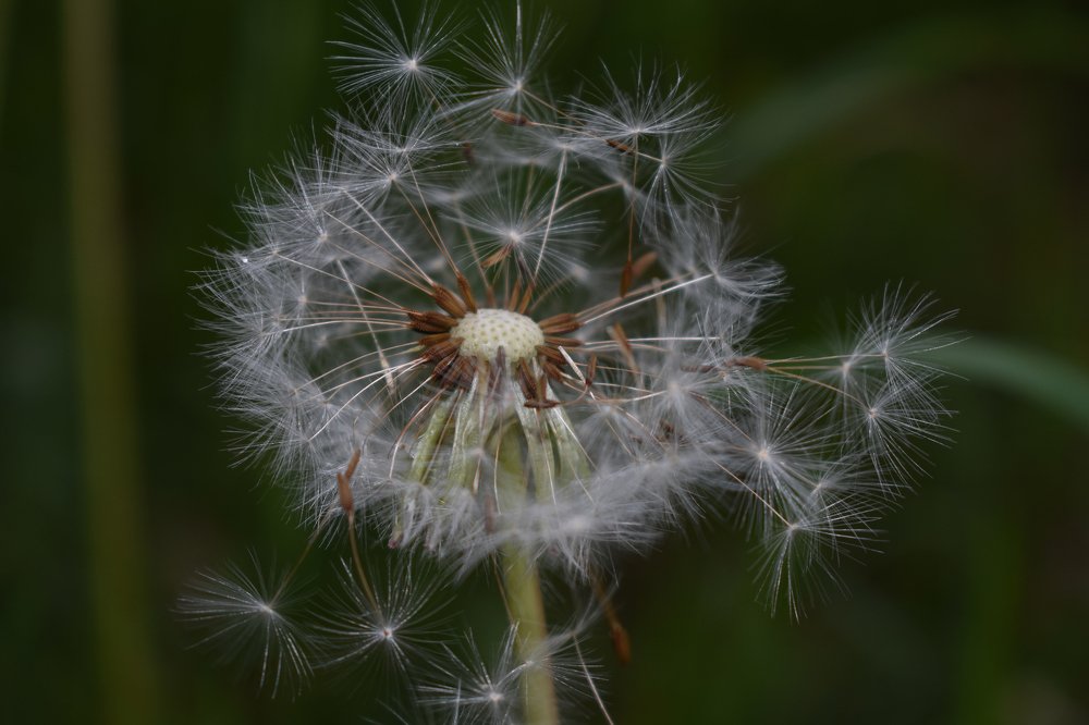 Dandelion