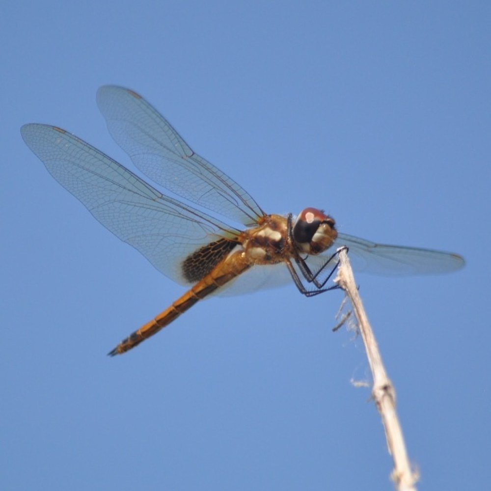 Photograph by Raúl Pacheco
