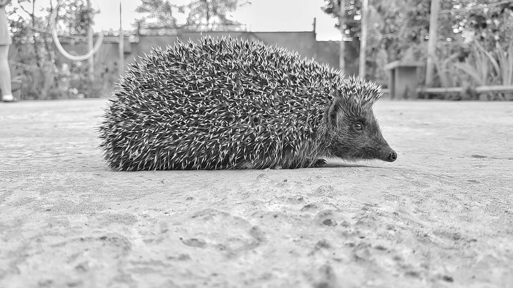 Photograph by Хачик Аджатян