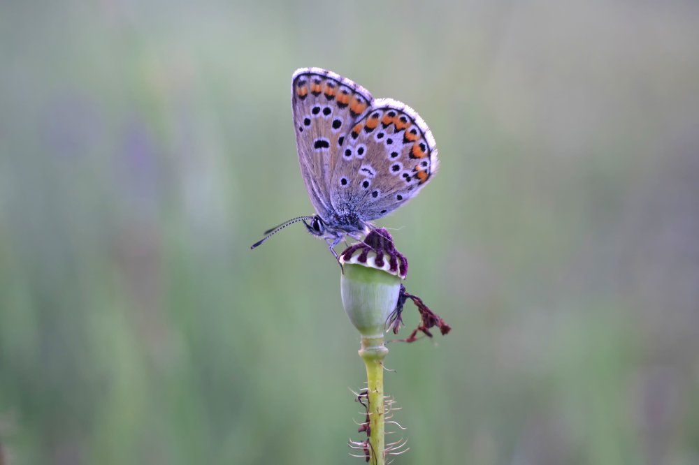 Butterfly on poppy stem