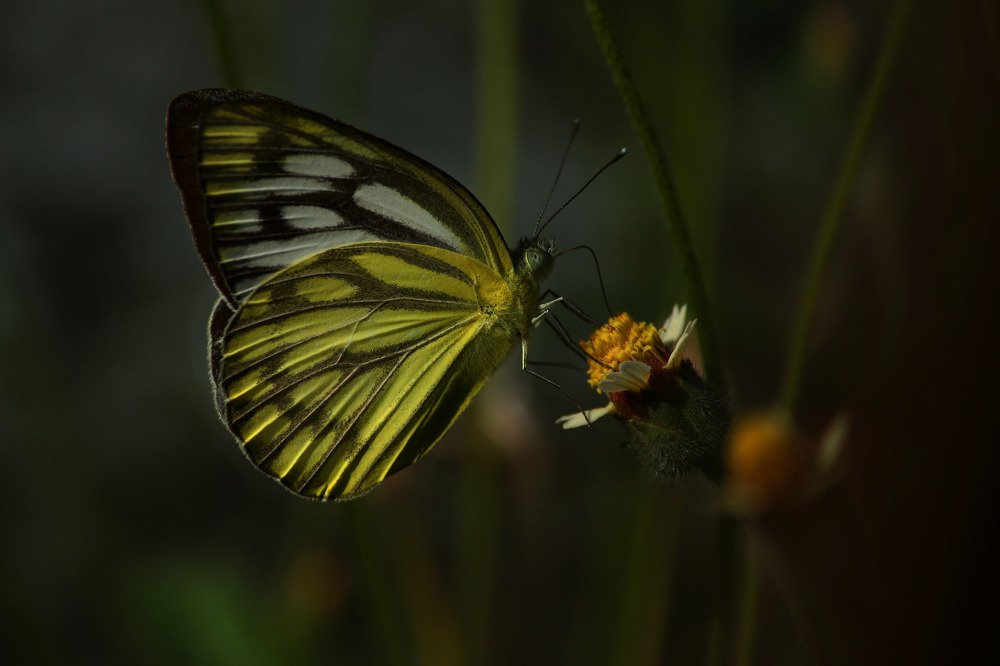 Photograph by shashiranjan prakash