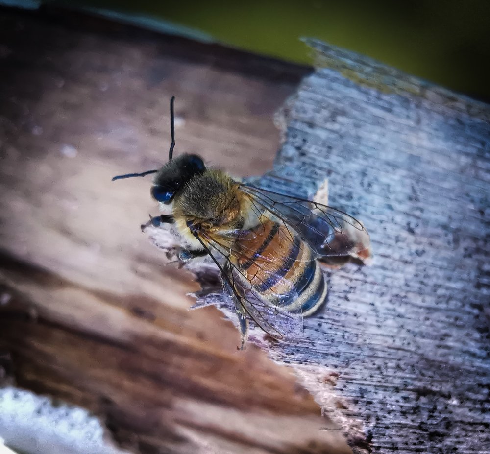 Photograph by Ольга Воронова