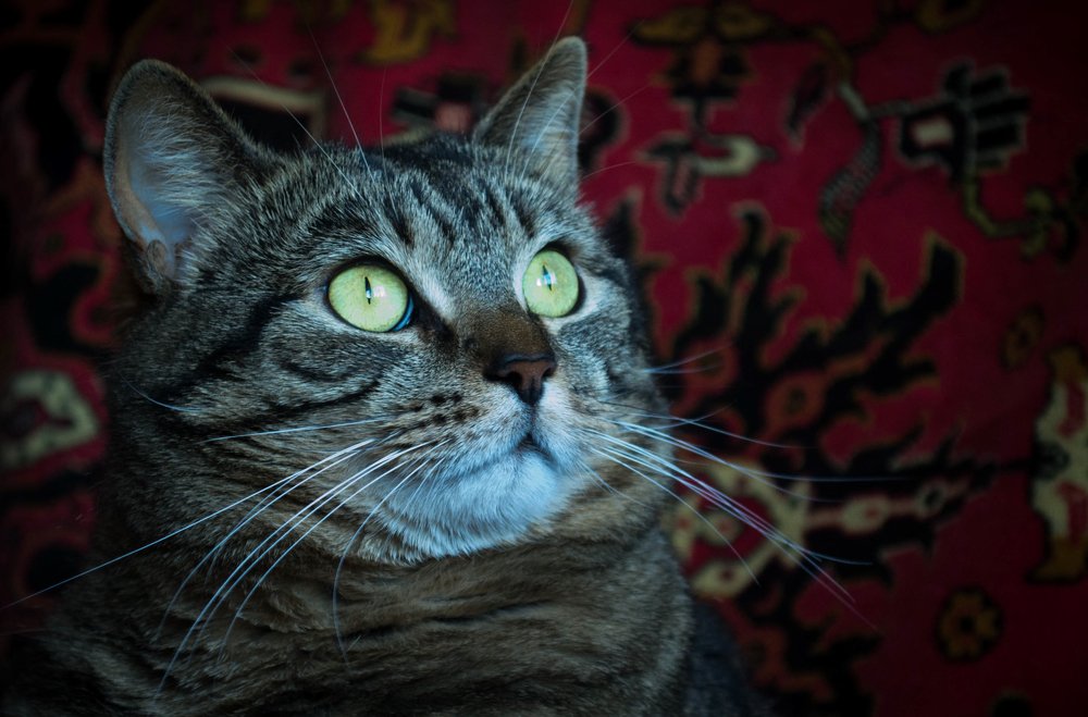 Photograph by Viktorija Baranova