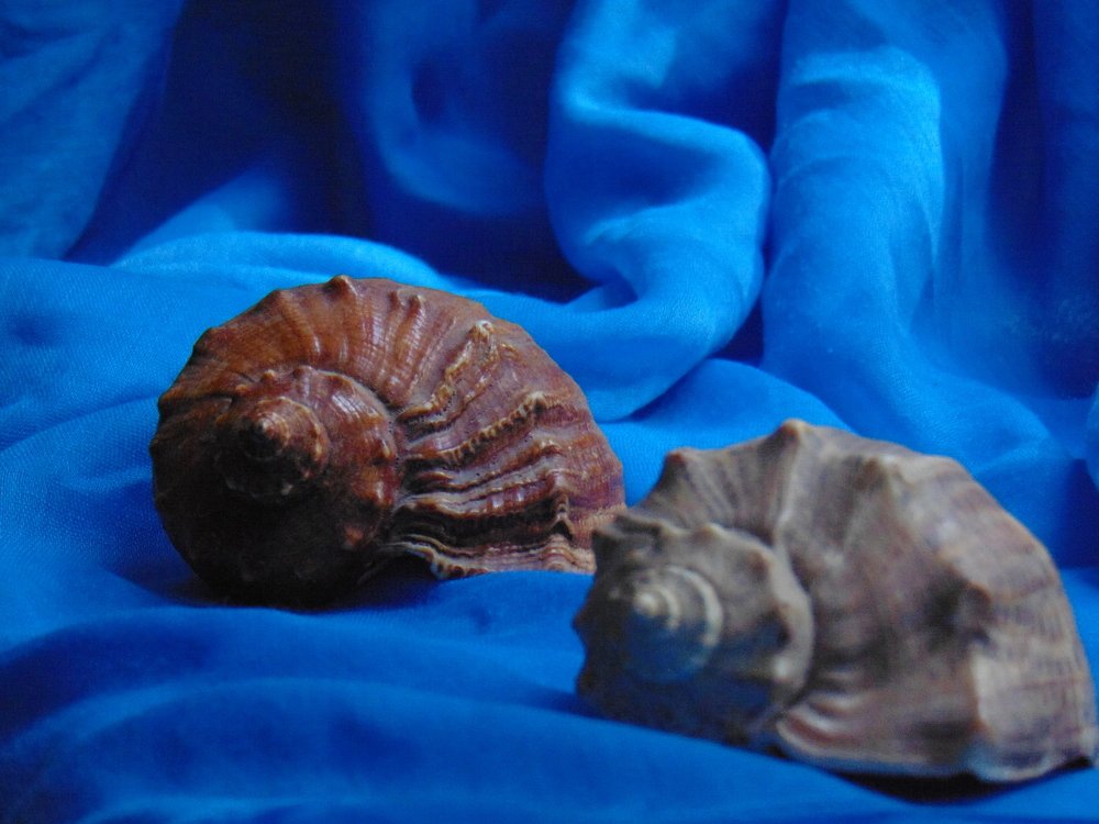 Photograph by Ольга Шевцова