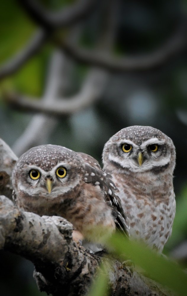 Photograph by Susanjit Saha