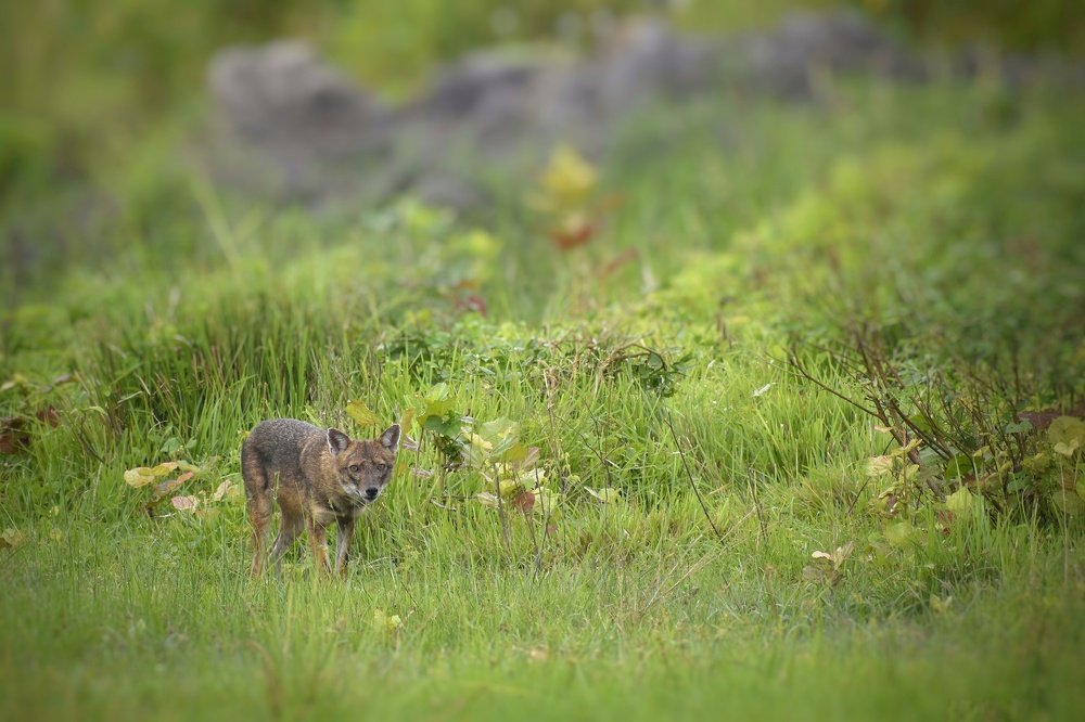 Photograph by Susanjit Saha
