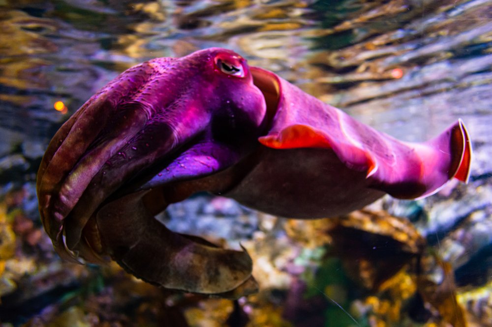 Photograph by Pietro Bressan Luchi