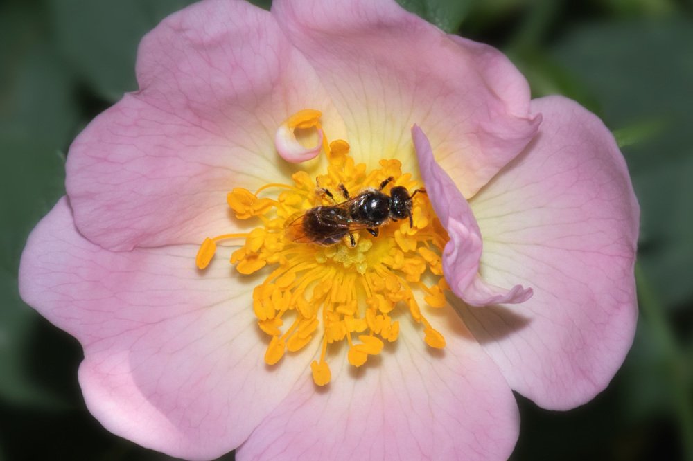 Вкуснейший нектар!