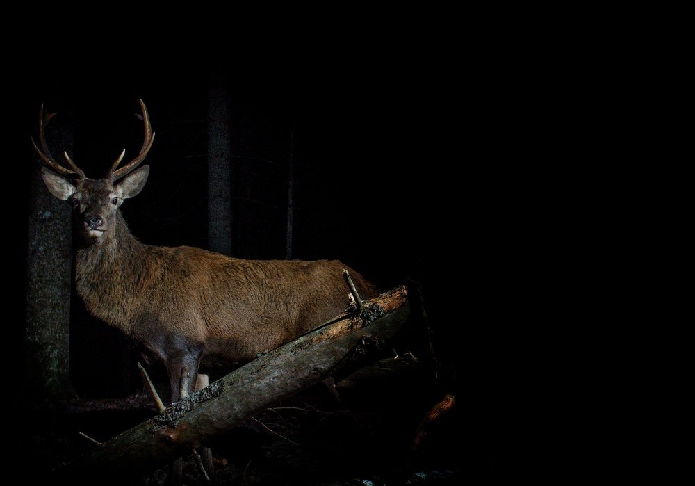 Рогач в ночи.