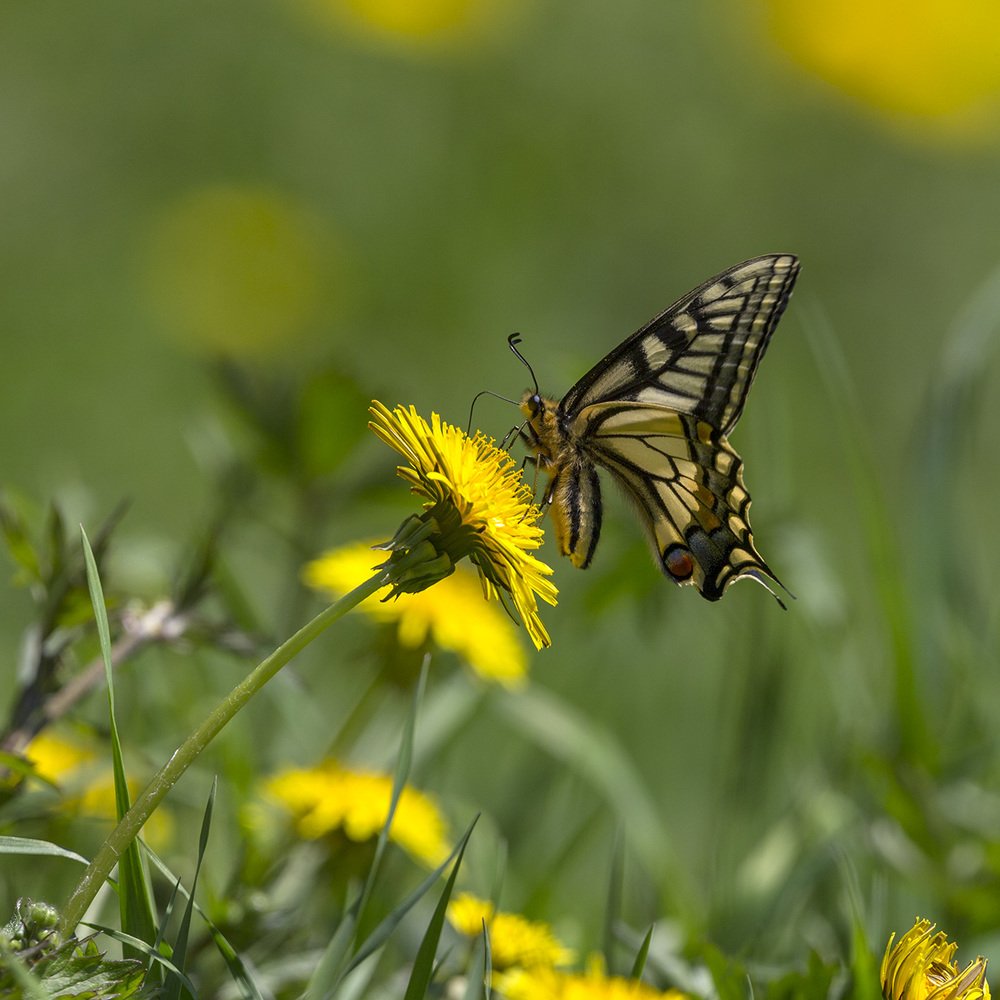 Фотография автора Анатолий Макоедов