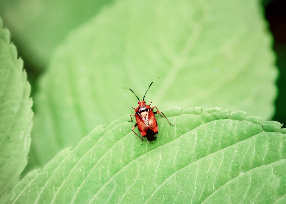 Сердечко на листике.