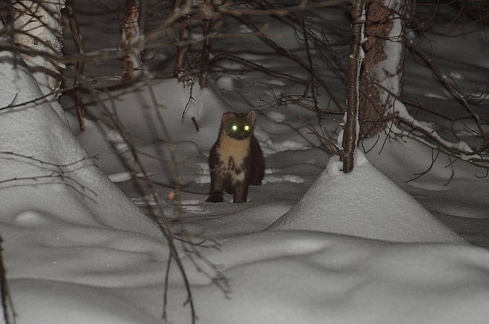 Photograph by Ирина Алексеевна Дудаль-Вологодская