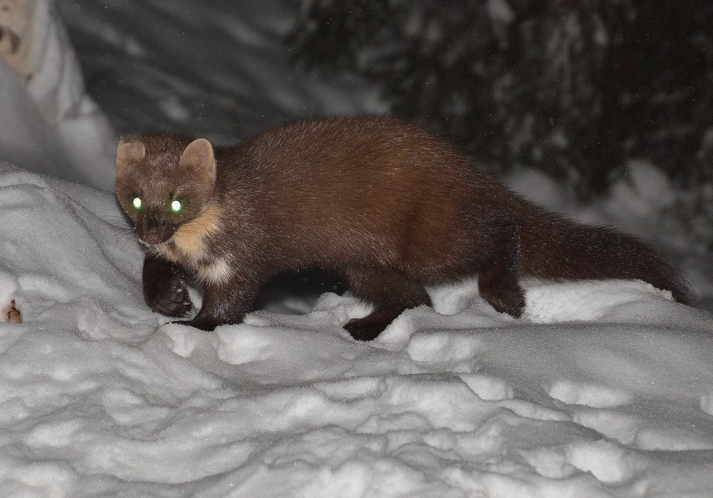 Ночная охотница. Куница