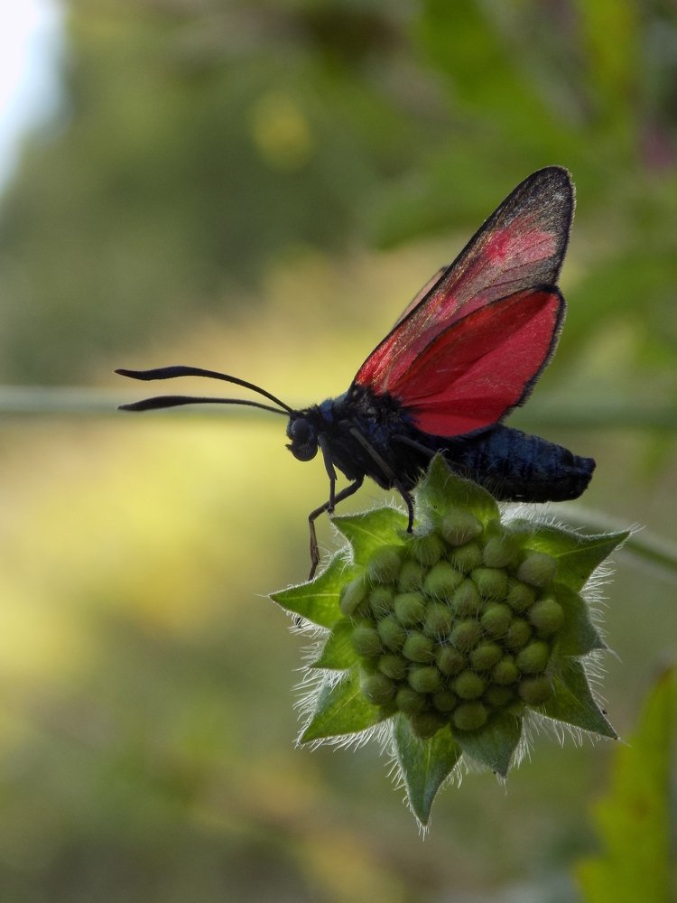 Пестрянка пурпурная.