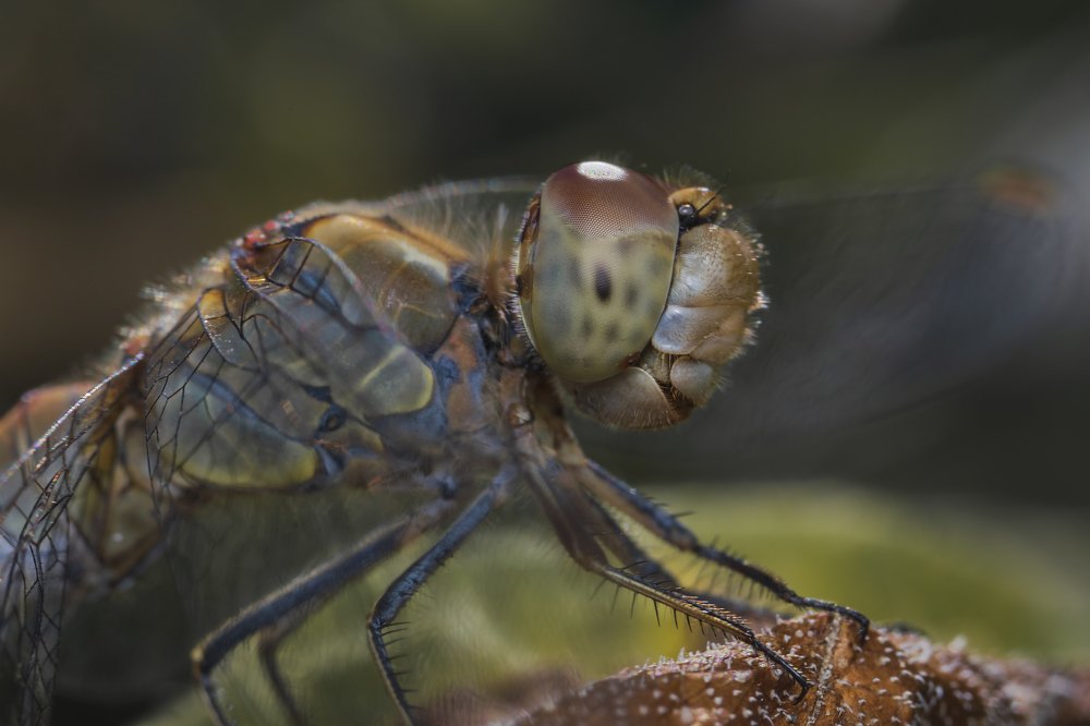 Photograph by Денис Ветренко