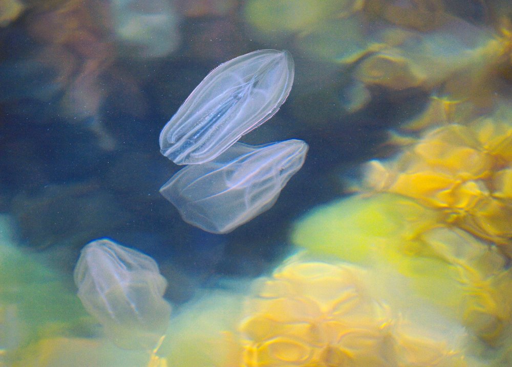 У поверхности моря